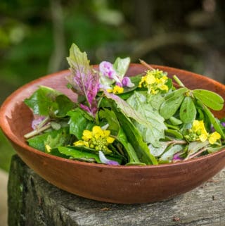 Foraged lambsquarters or wild spinach salad recipe