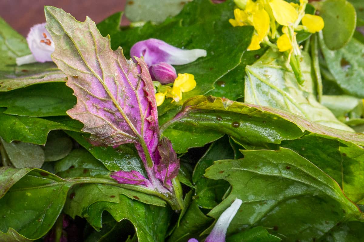 Foraged lambsquarters or wild spinach salad recipe