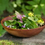 Foraged lambsquarters or wild spinach salad recipe