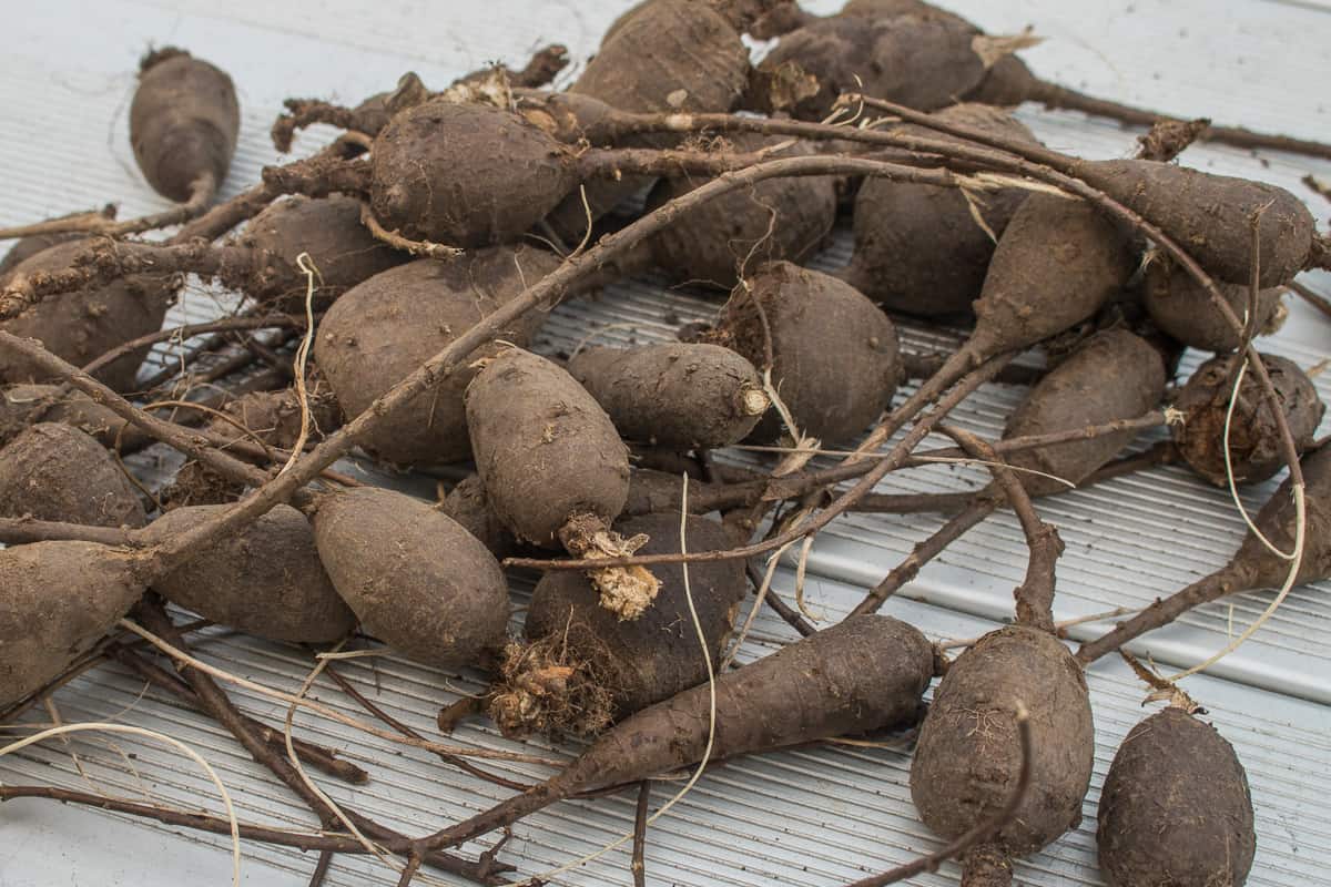 Timpsila or prairie turnips, ready to peel