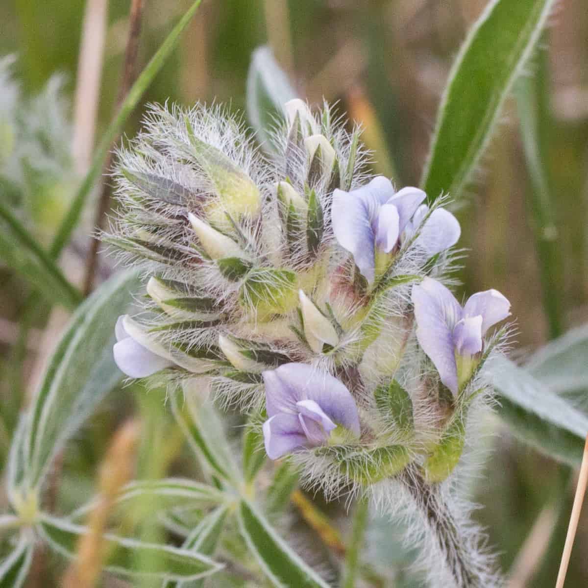 Timpsila, prairie turnip, Pediomelum esculentum, Psoralea esculenta