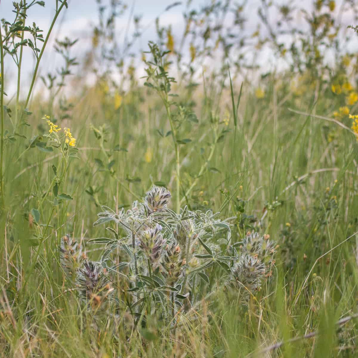 Timpsila, prairie turnip, Pediomelum esculentum, Psoralea esculenta 