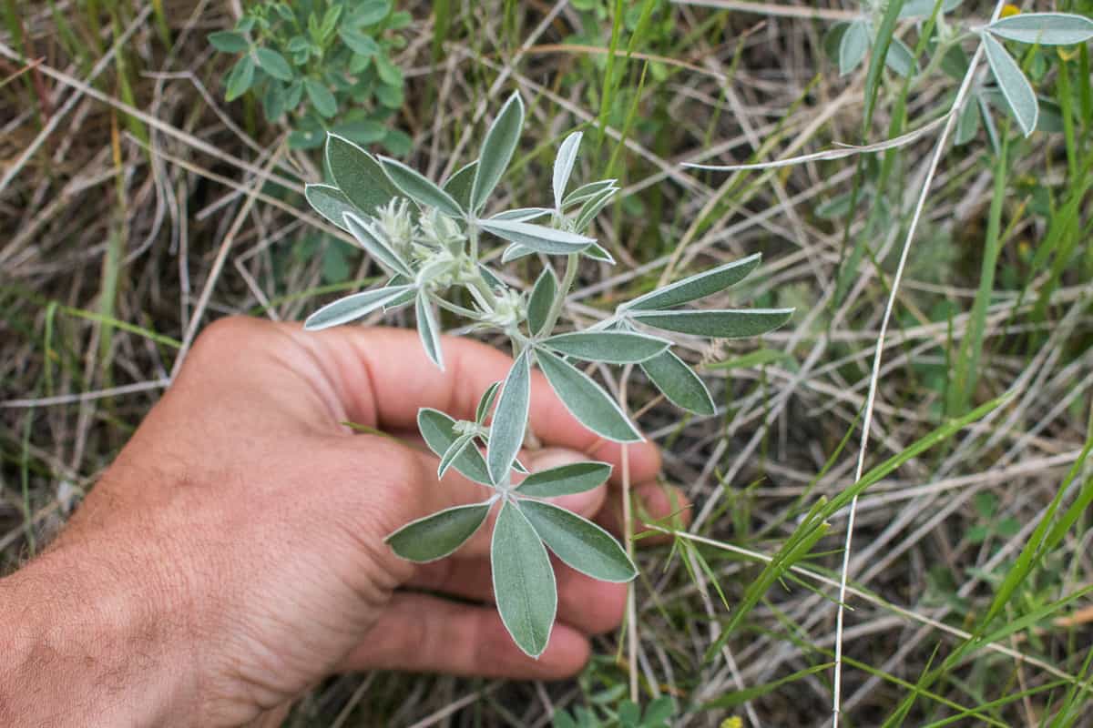 Silvery scurf pea, Pediomelum argophyllum, a timpsila look alike