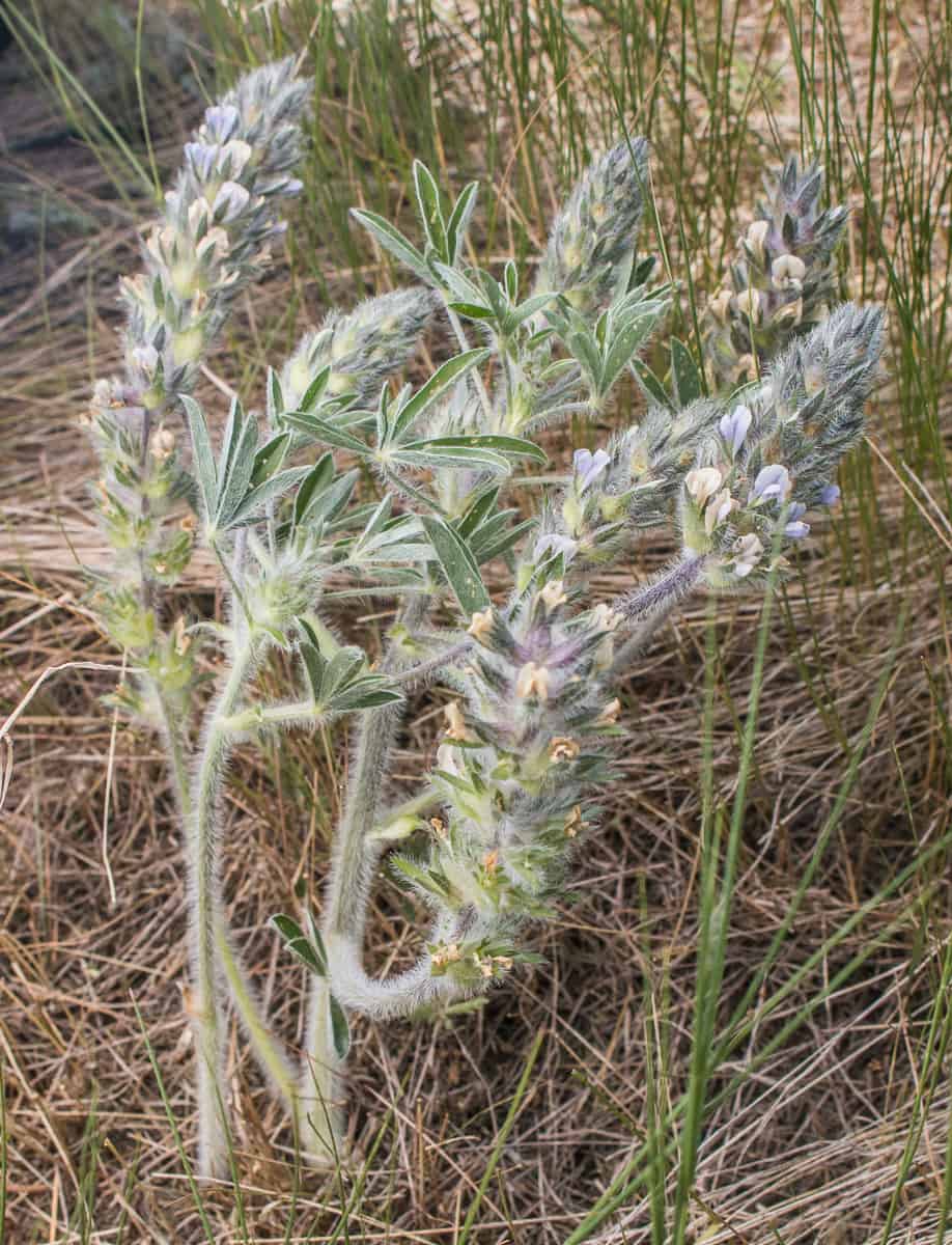 Timpsila, prairie turnip, Pediomelum esculentum, Psoralea esculenta 