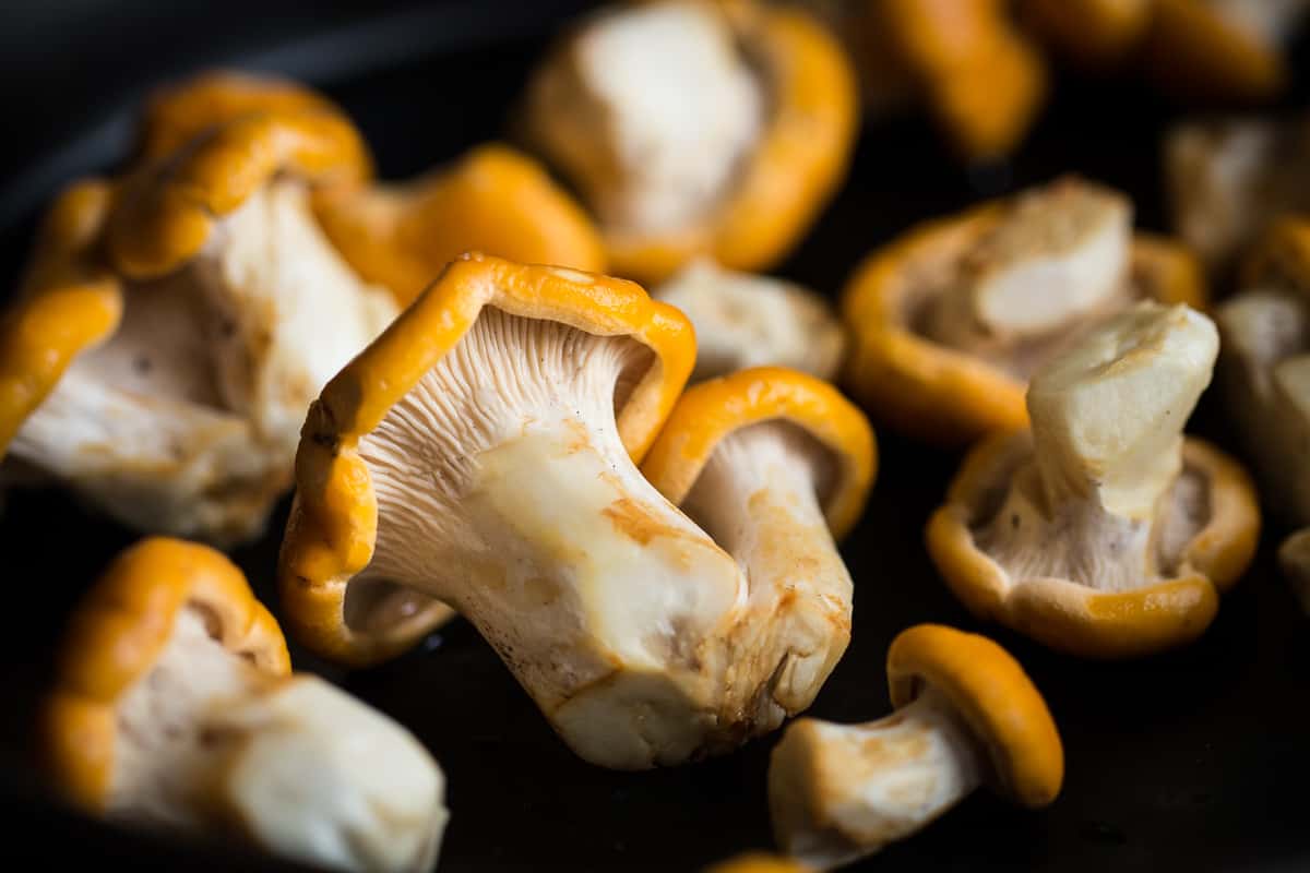 Cantharellus phasmatis, the ghost chanterelle 