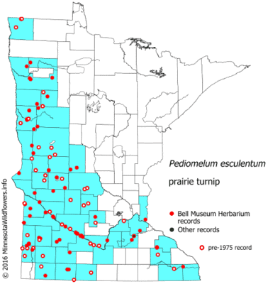 Sightings of prairie turnips in Minnesota from Minnesota Wildflowers