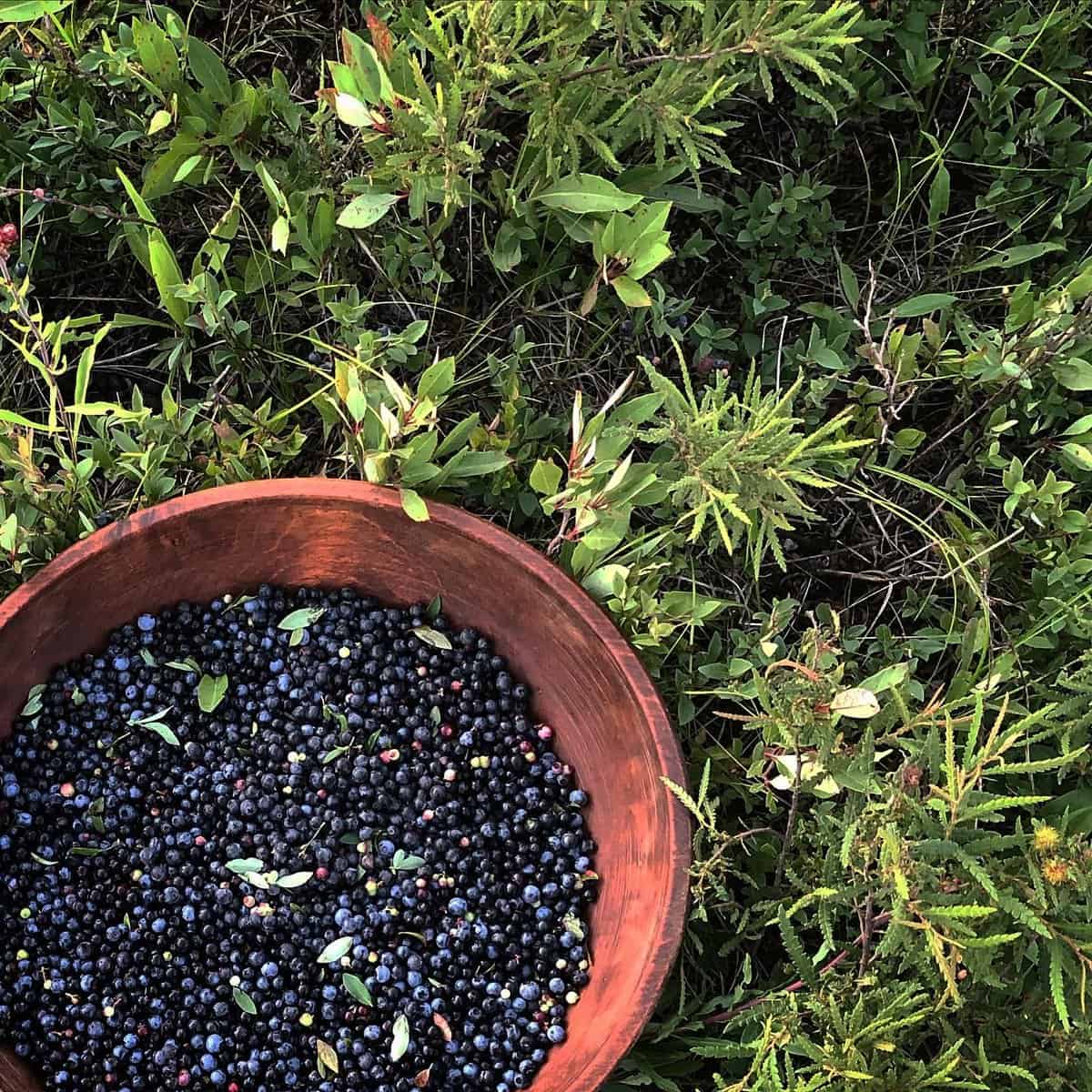 A very large bowl of wild blueberries