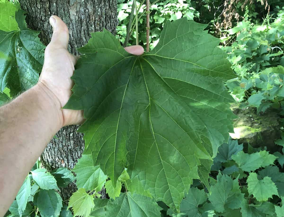 Very large wild grape leaves