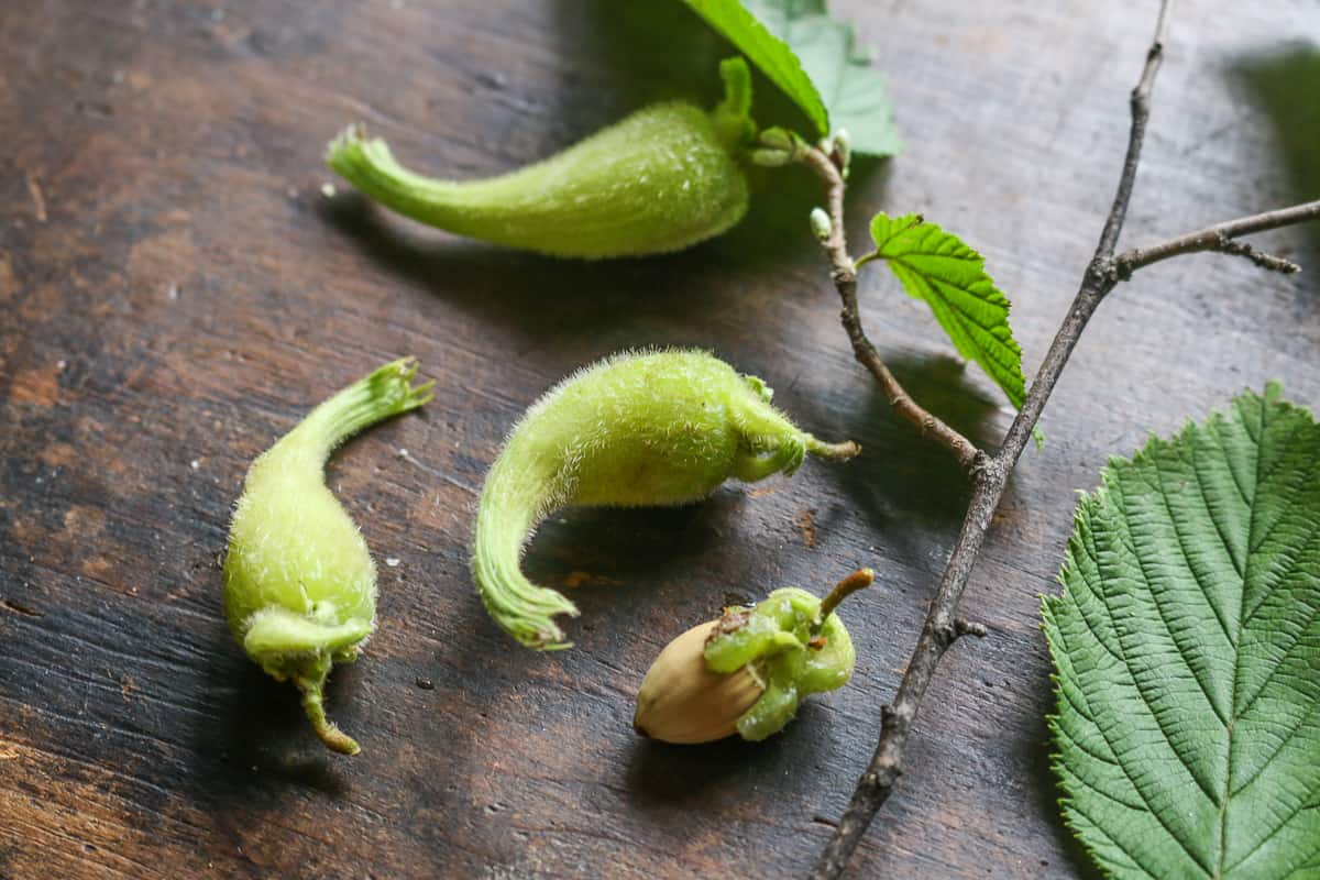 Beaked hazelnuts or Corylus cornuta