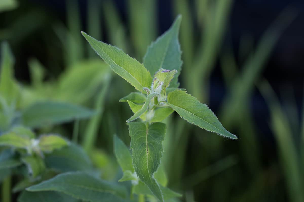 Wild oregano, or Monarda fistulosa