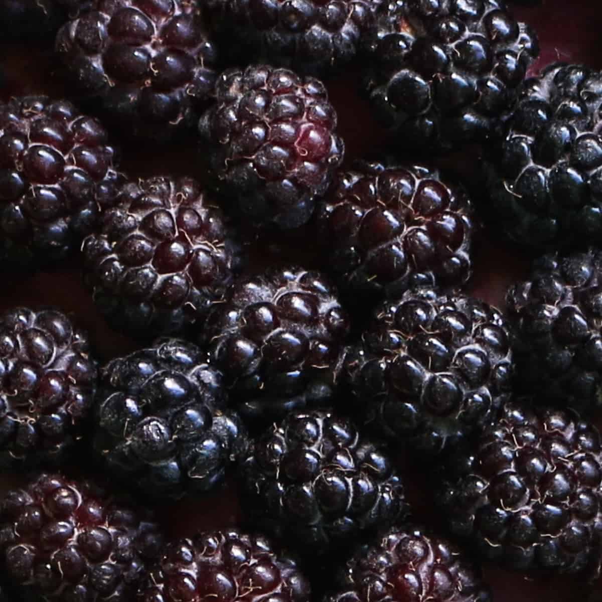 Wild black cap raspberry frango dessert recipe