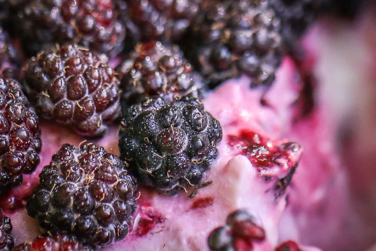 Wild black raspberry frango dessert recipe