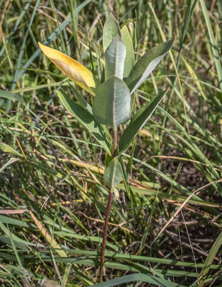 Poisonous dogbane