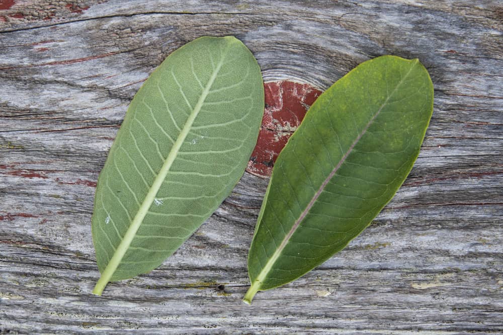 Edible milkweed leaves