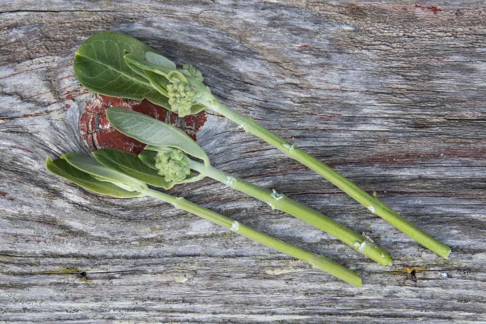 Edible milkweed shoots
