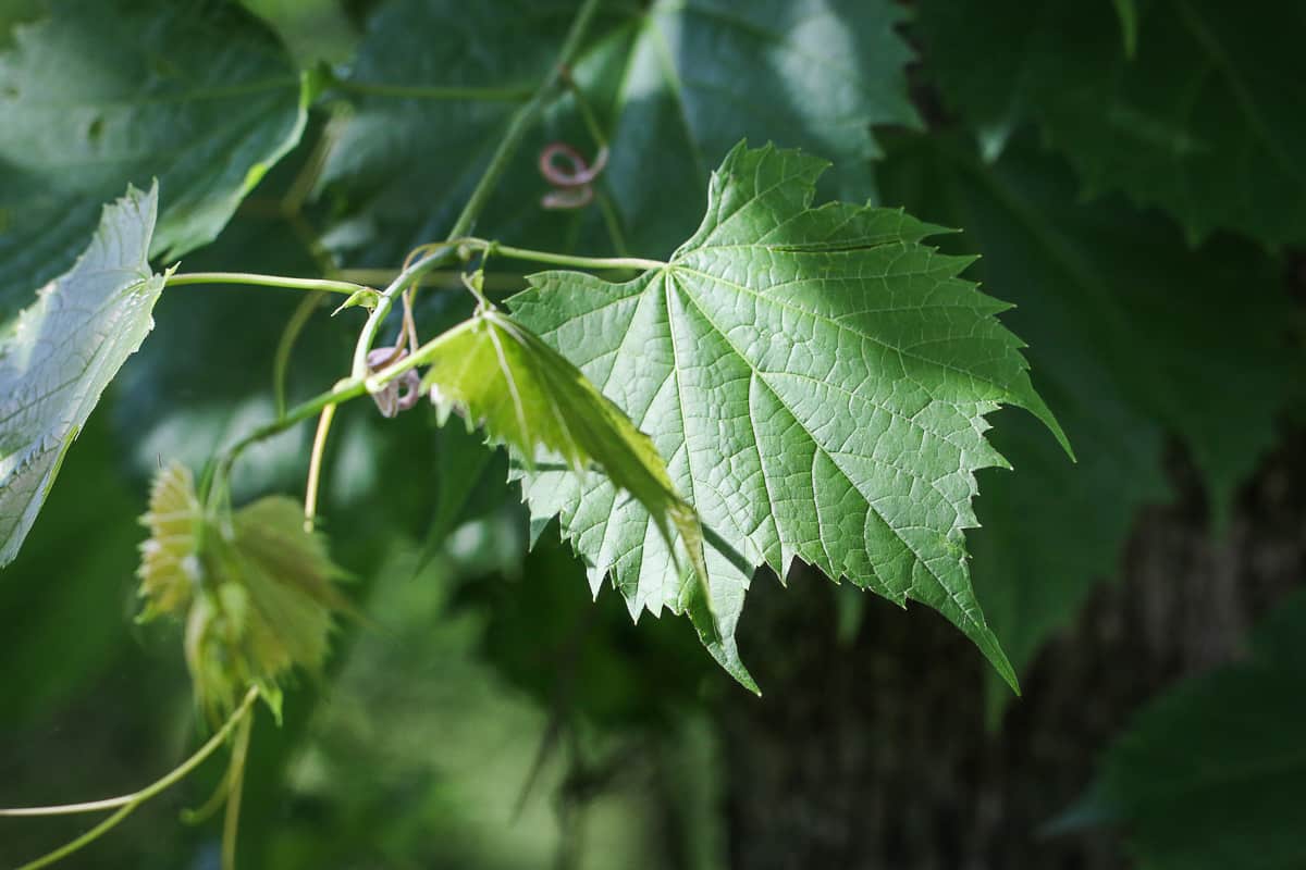 Wild grape leaves or Vitis riparia 