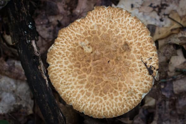 The cracked cap of Gyroporus cyanescens 