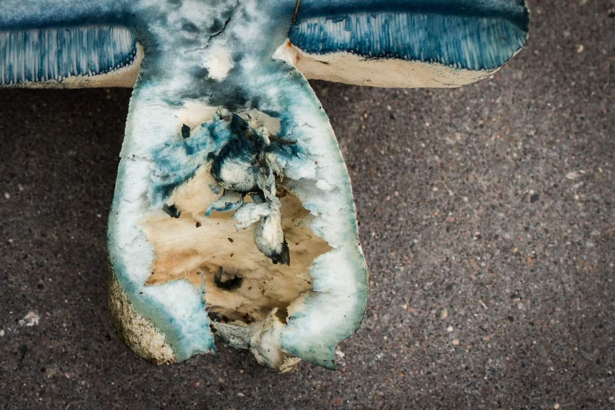 Gyroporus cyanescens or the cornflower bolete, an edible blue staining bolete