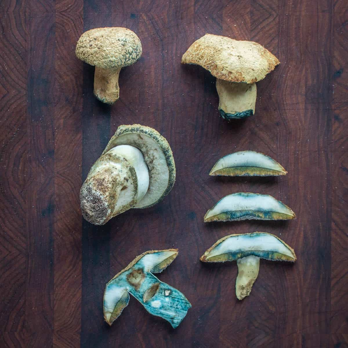 Blue stained mushrooms cut and laid out for identification on a board.