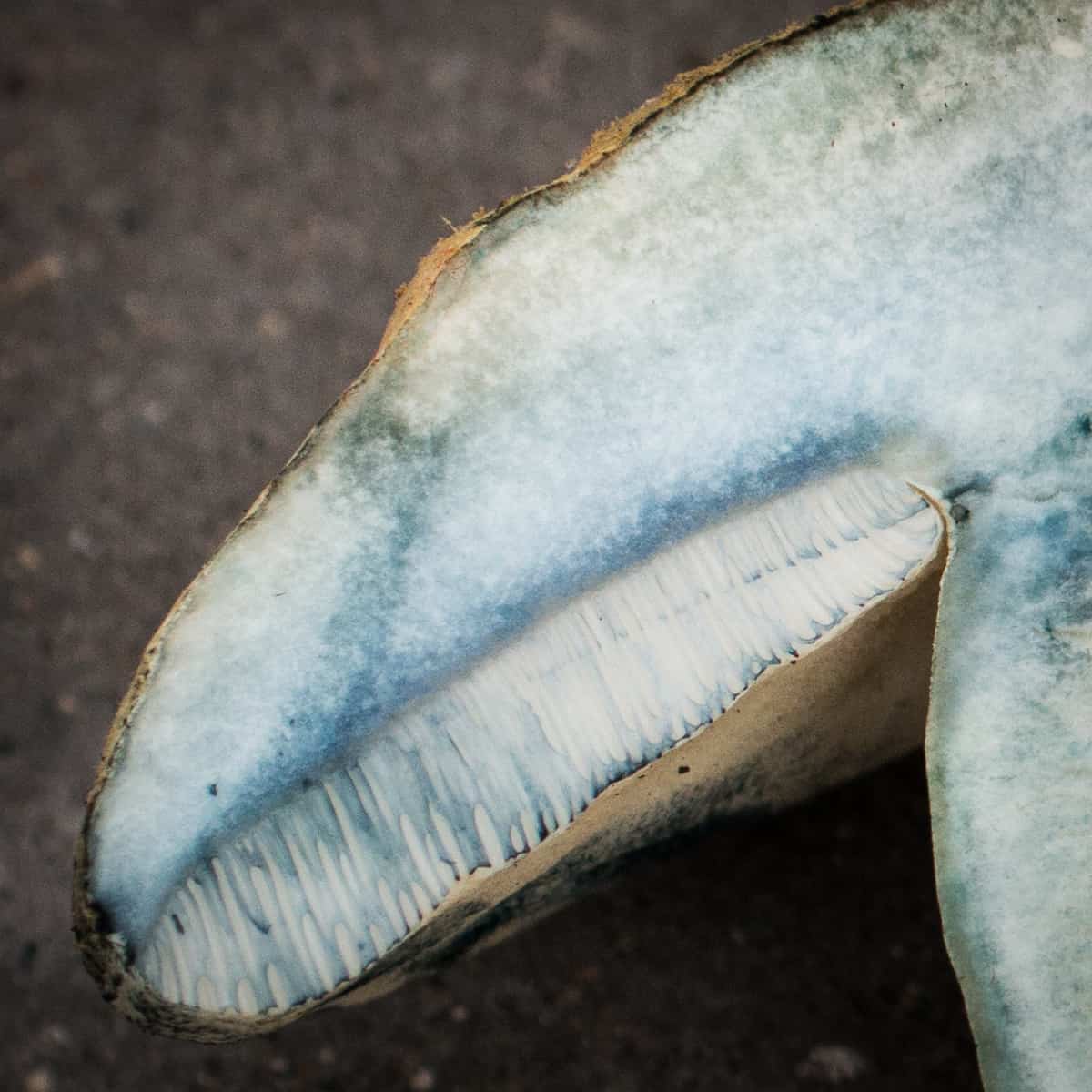 The blue staining pores of Gyroporus cyanescens