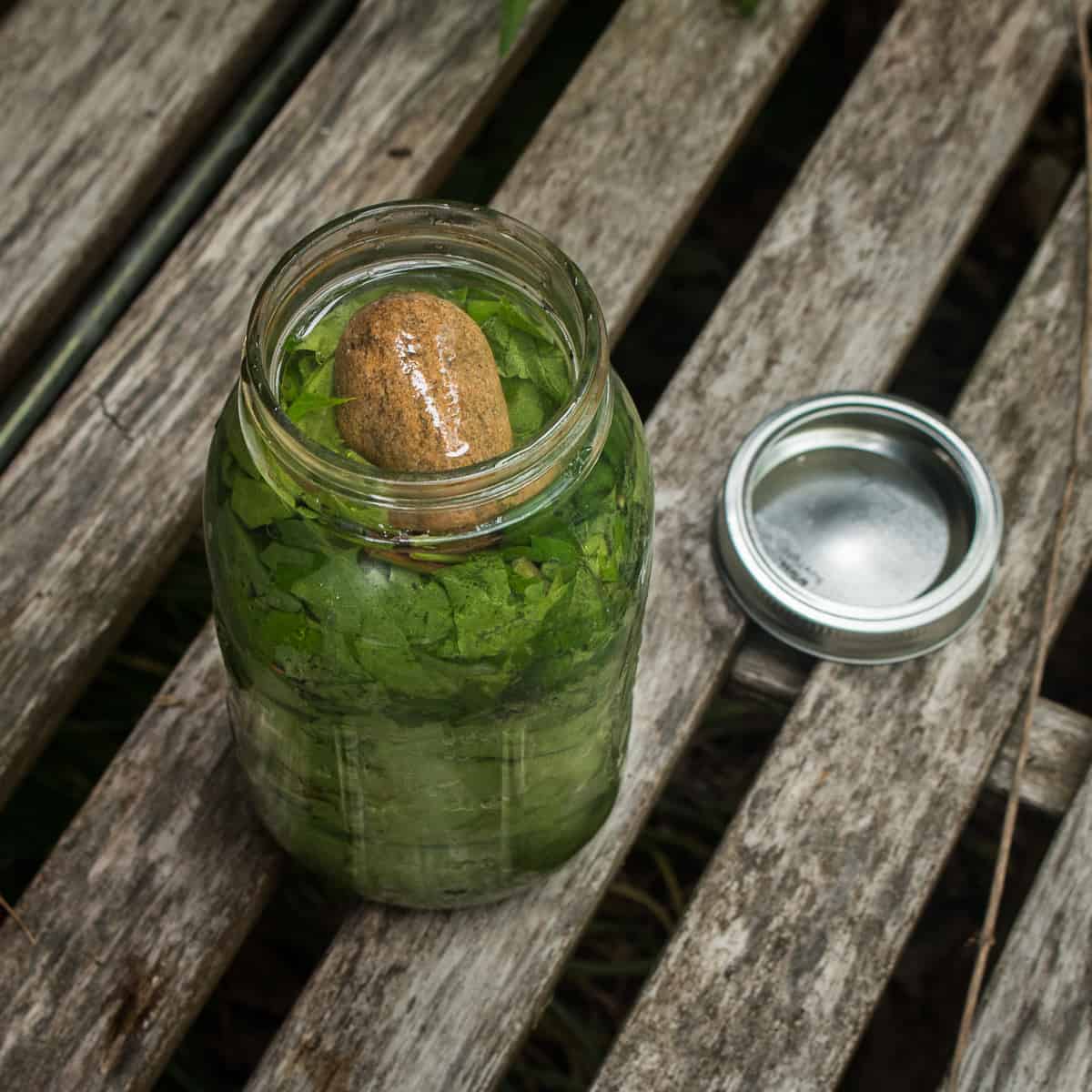 Fermenting wild grape leaves