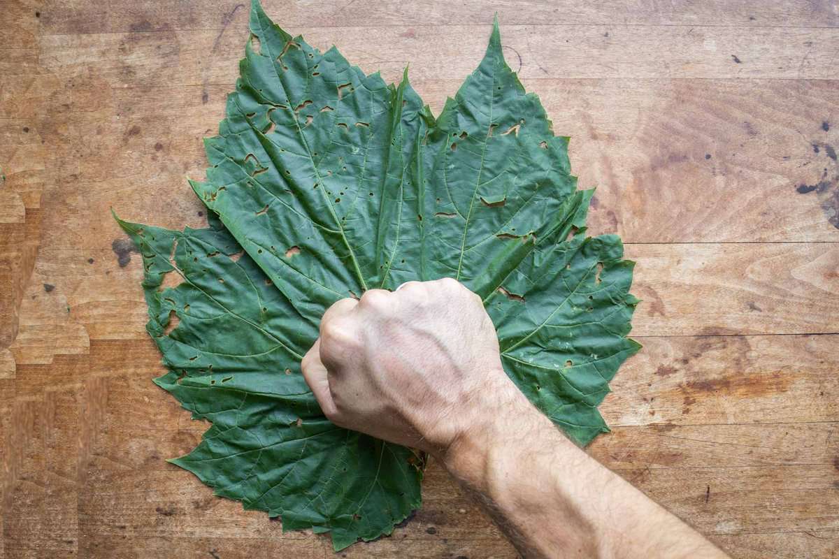 large fresh grape leaves 