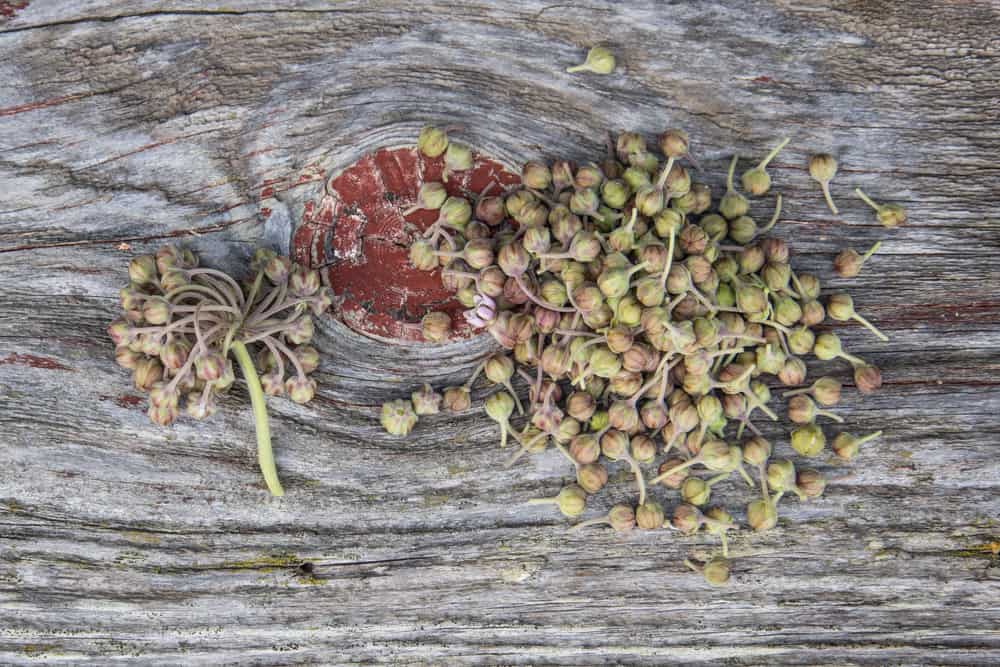 Milkweed flower buds (2)