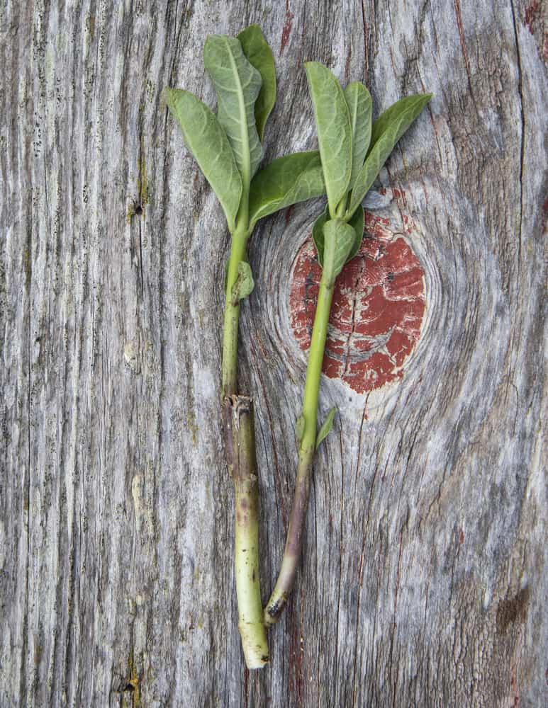 Milkweed regrowing after being cut