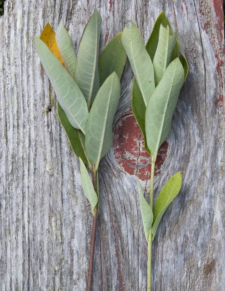 Poisonous dogbane shoots, a milkweed look alike