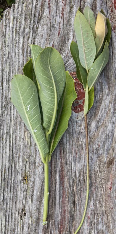 Milkweed vs poisonous dogbane look alike 