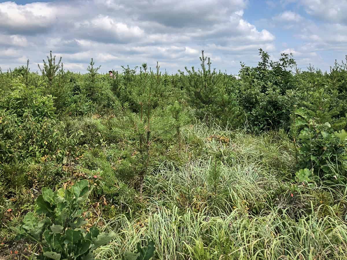 The pine barrens of Northern Wisconsin