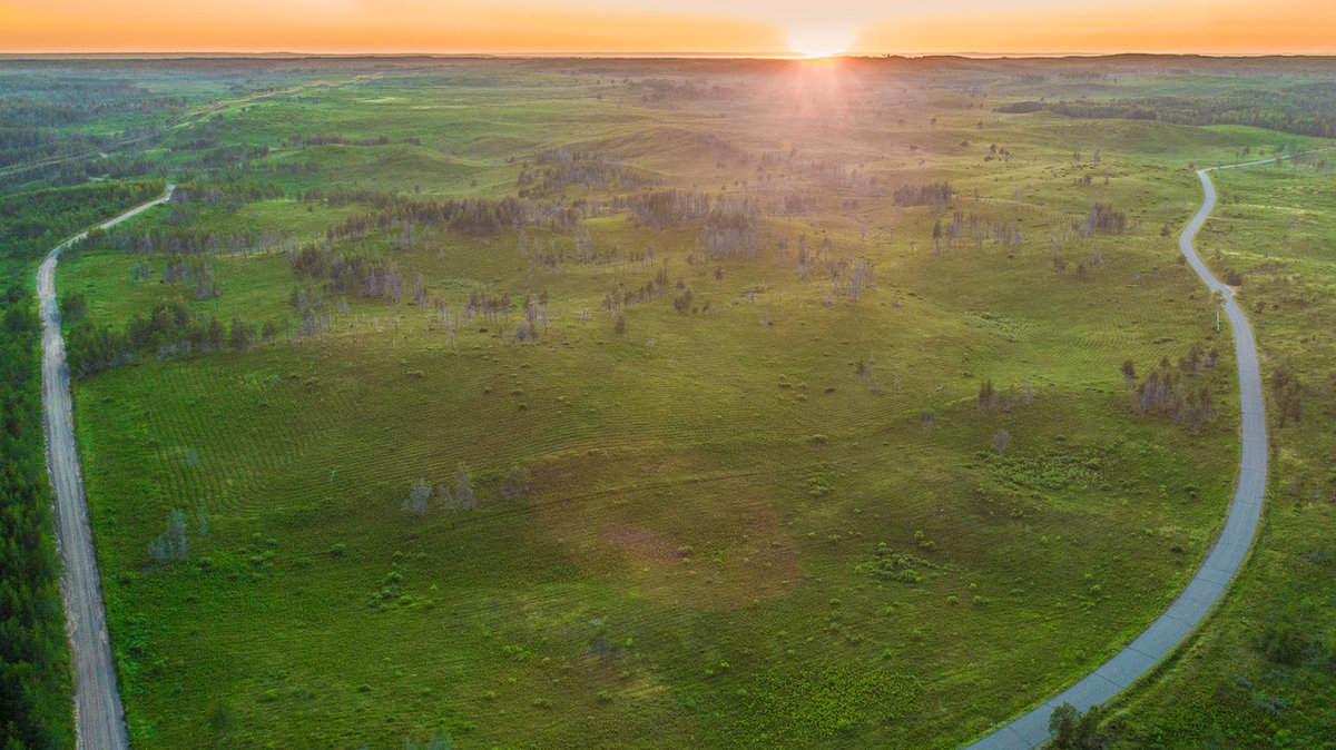 The jack pine barrens, image by Jesse Roesler.