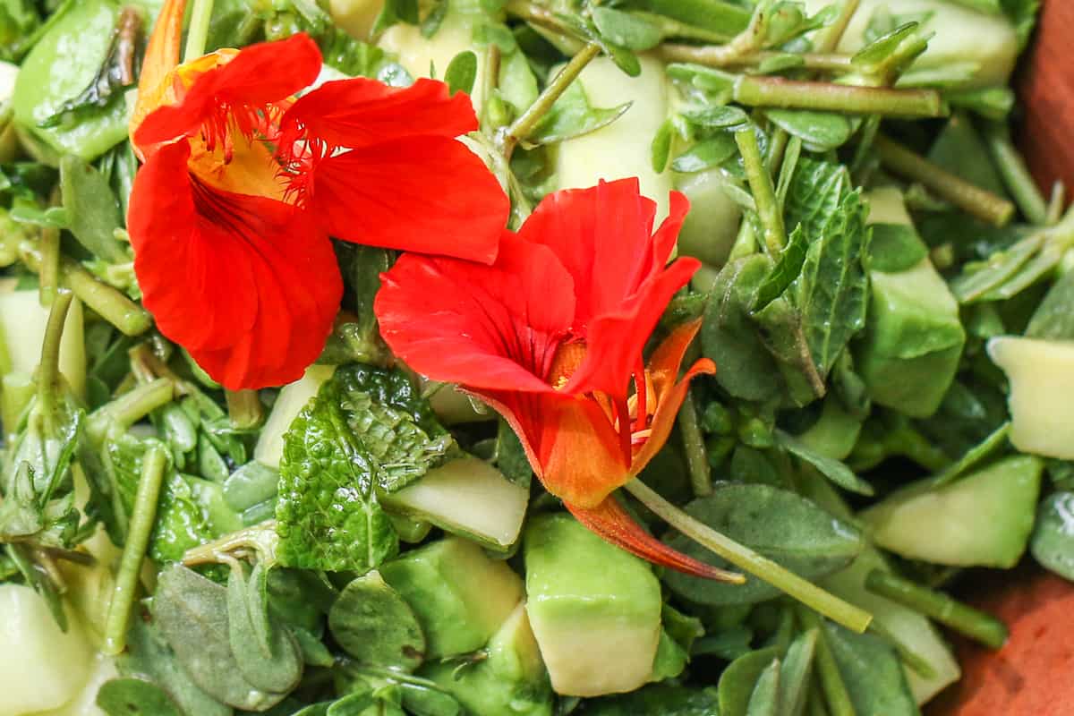 Foraged purslane, cucumber, and avocado salad with cilantro