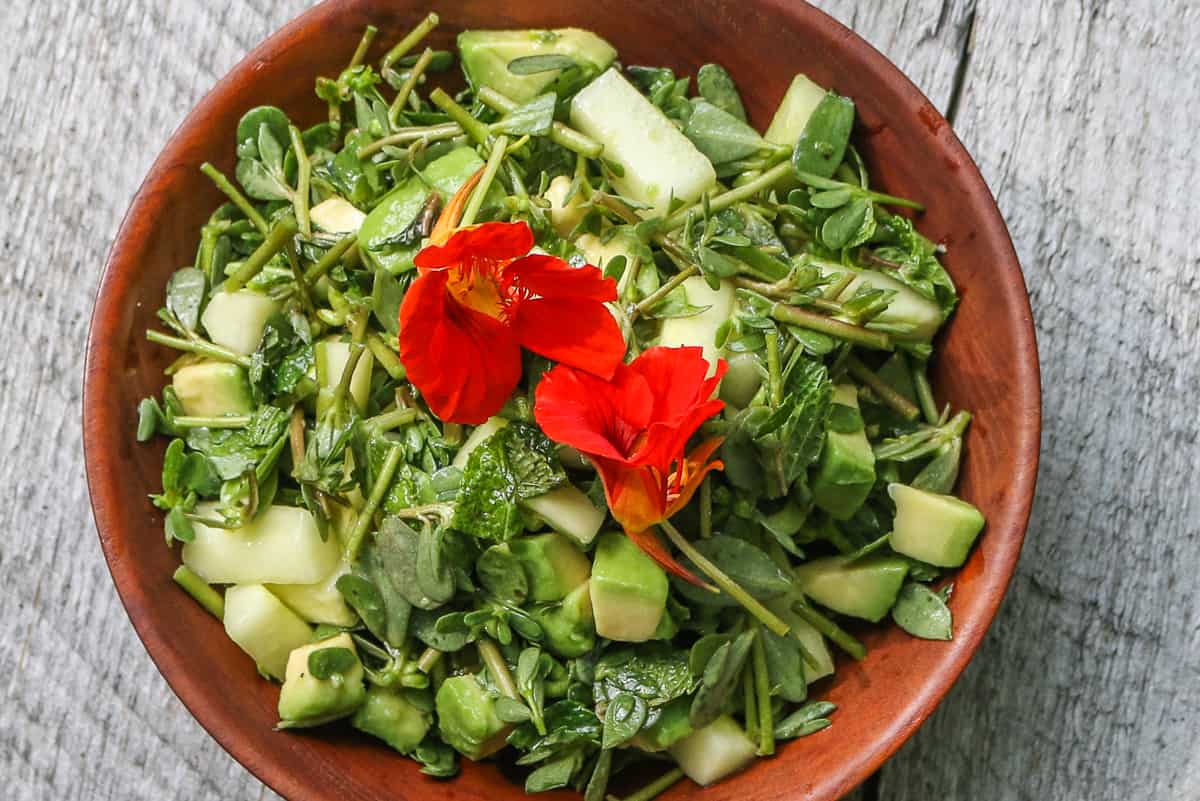 Purslane, avocado, and cucumber salad with cilantro recipe