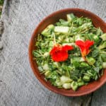 Purslane, avocado, and cucumber salad with cilantro recipe