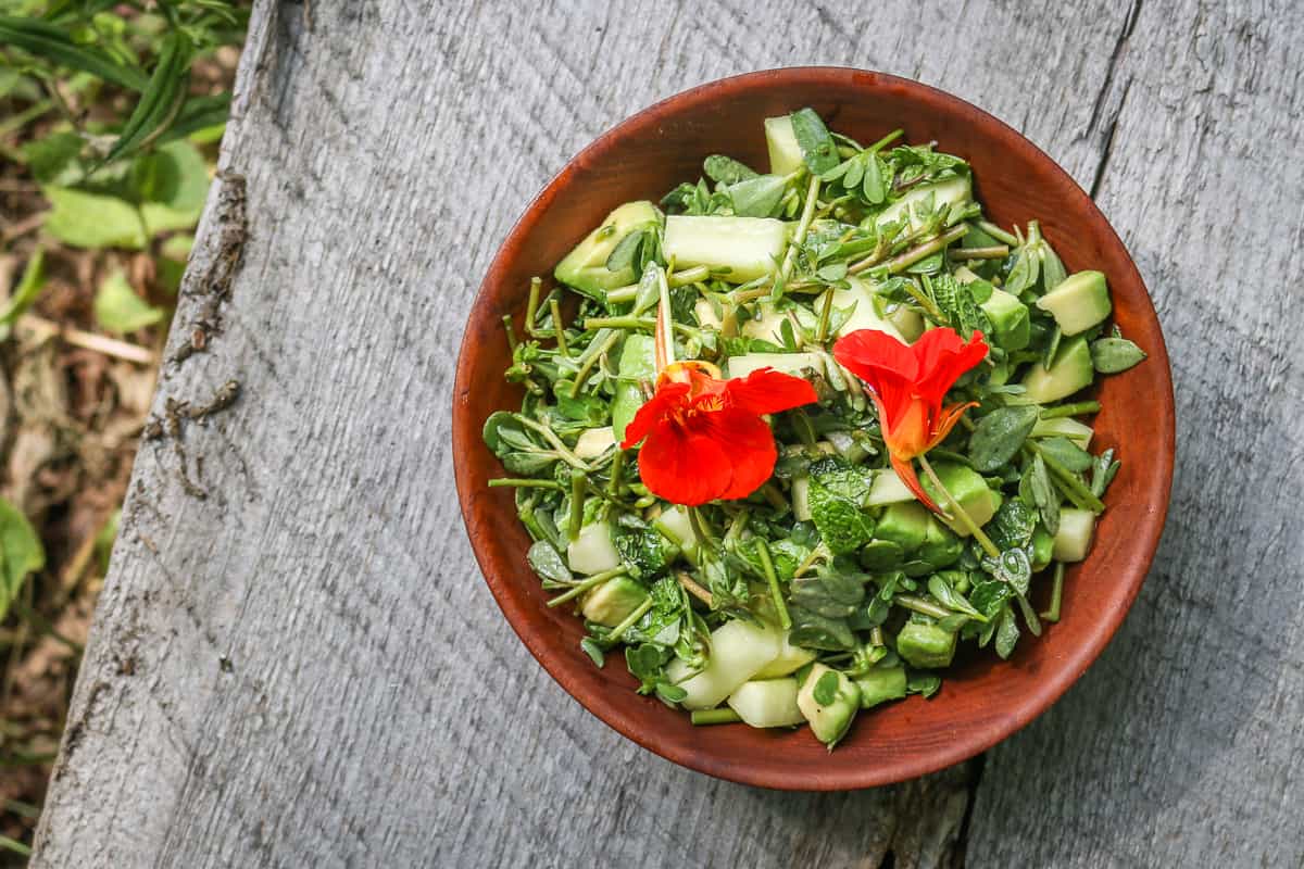 Purslane, avocado, and cucumber salad with cilantro recipe