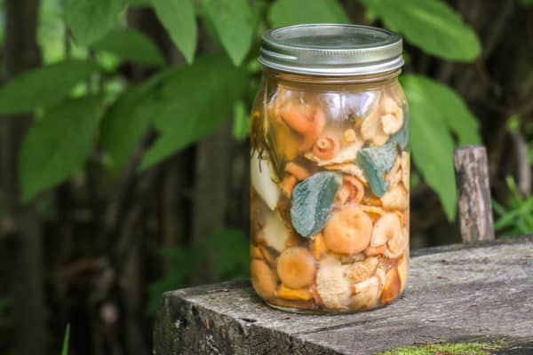 Salted wild mushrooms in brine recipe