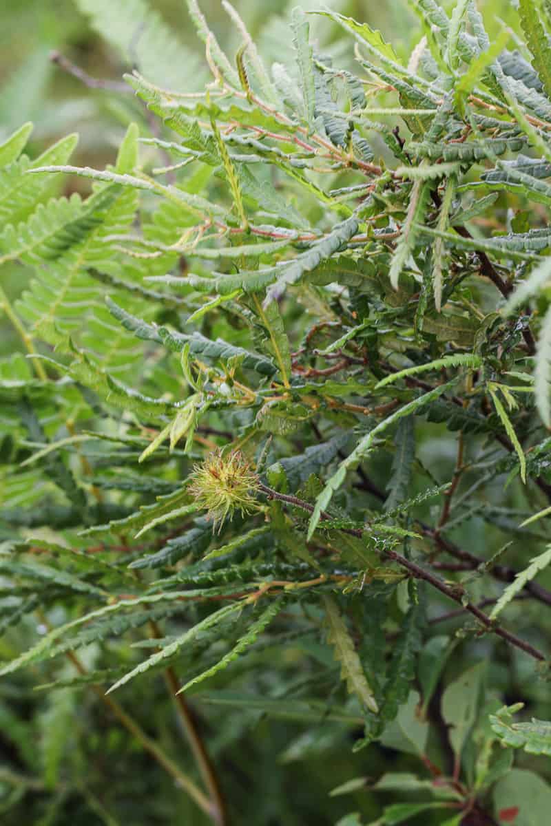 Sweetfern Nutlets or Comptonia peregrina