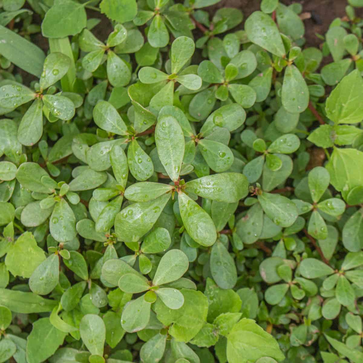 Purslane or Portulaca oleracea, a delicious edible garden weed