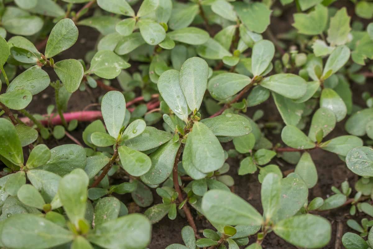 Purslane or Portulaca oleracea, a delicious edible garden weed