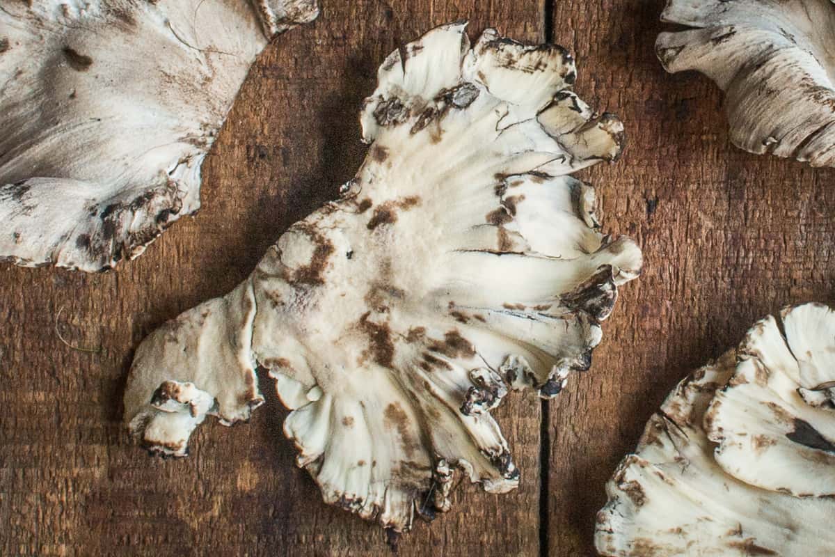 Black staining polypore or Meripilus sumstinei