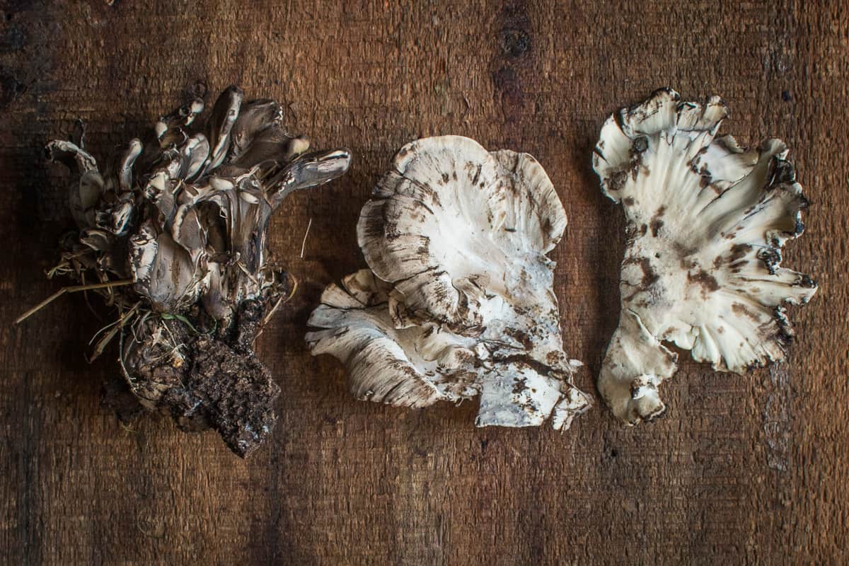 Black staining polypore or Meripilus sumstinei