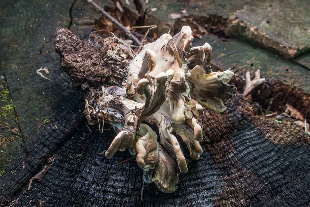 Black staining polypore or Meripilus sumstinei