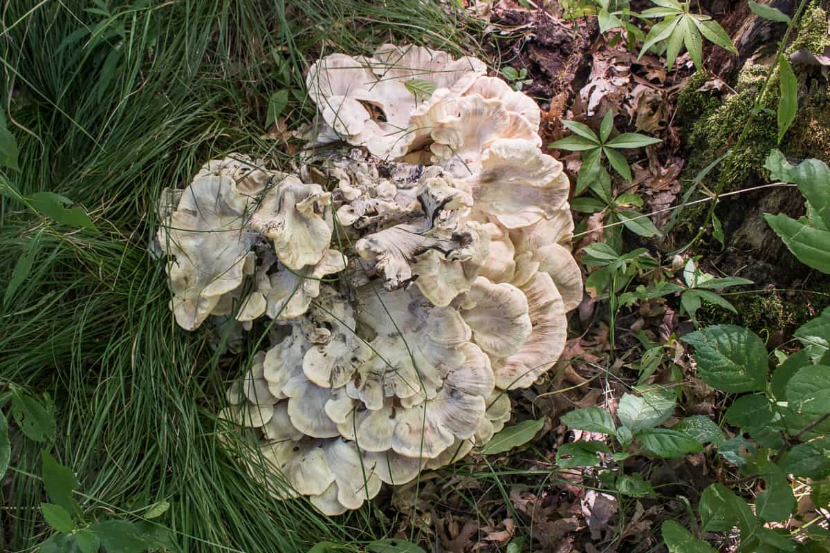 Black staining polypore or Meripilus sumstinei