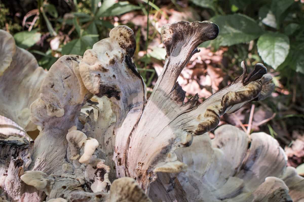 Black staining polypore or Meripilus sumstinei