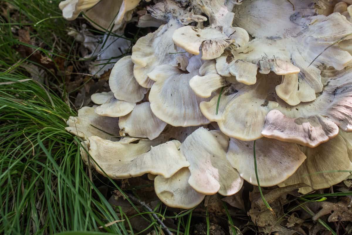 Black staining polypore or Meripilus sumstinei