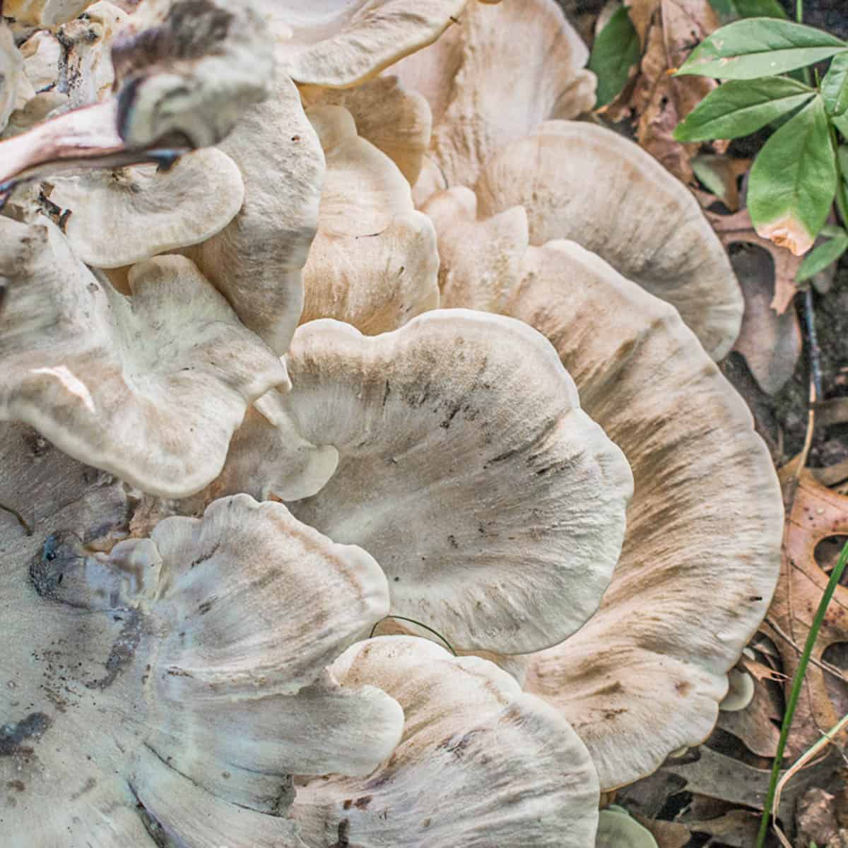 Black staining polypore or Meripilus sumstinei in the woods