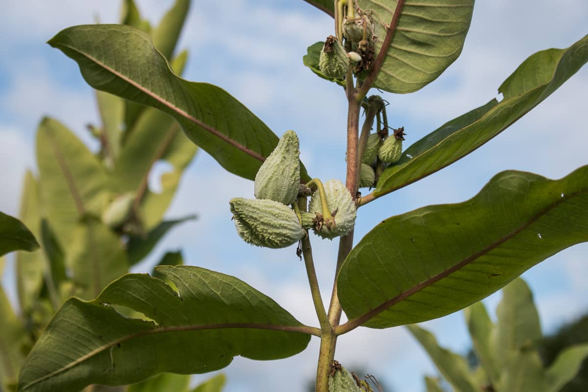 Edible common milkweed pods