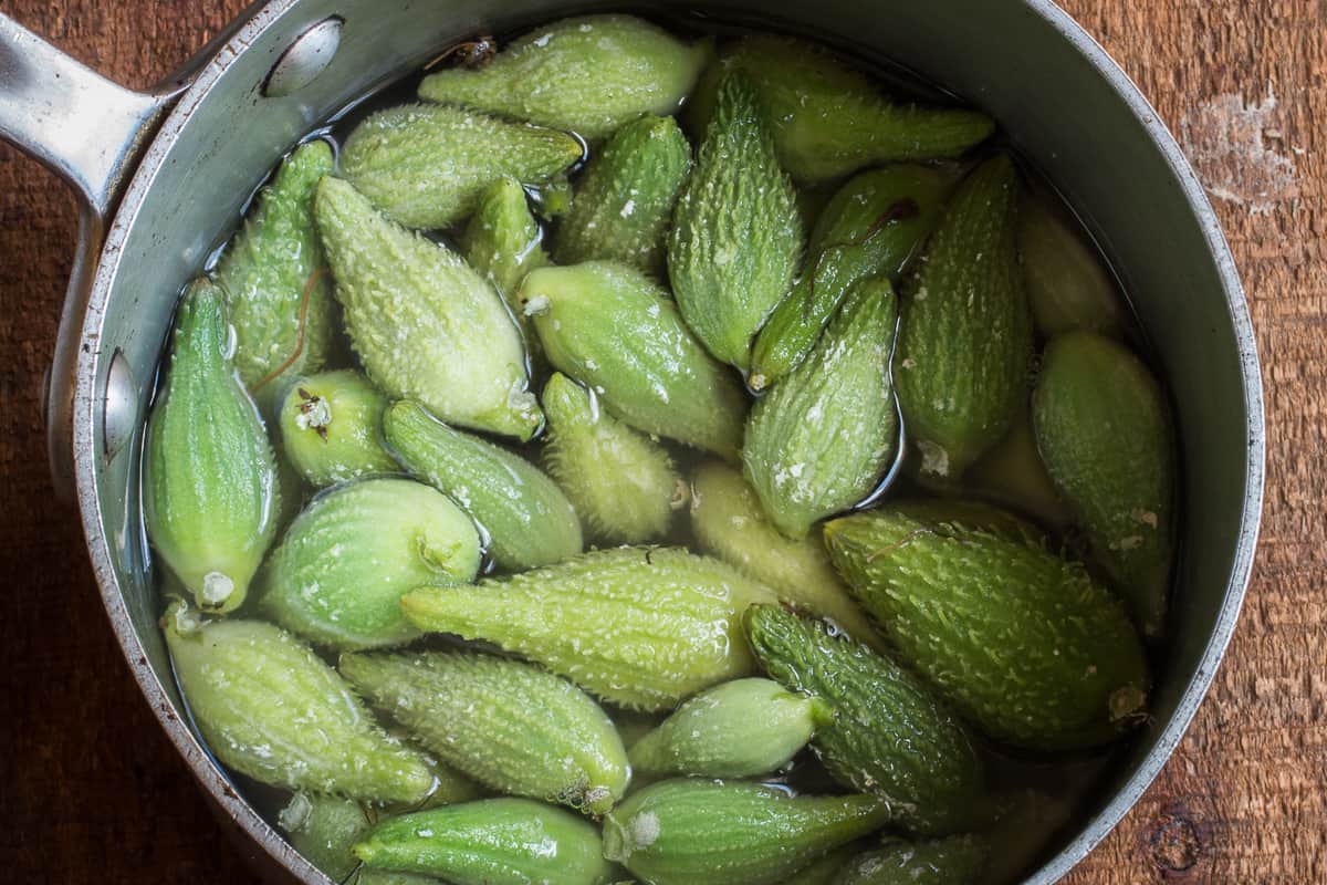 Blanching milkweed pods for eating