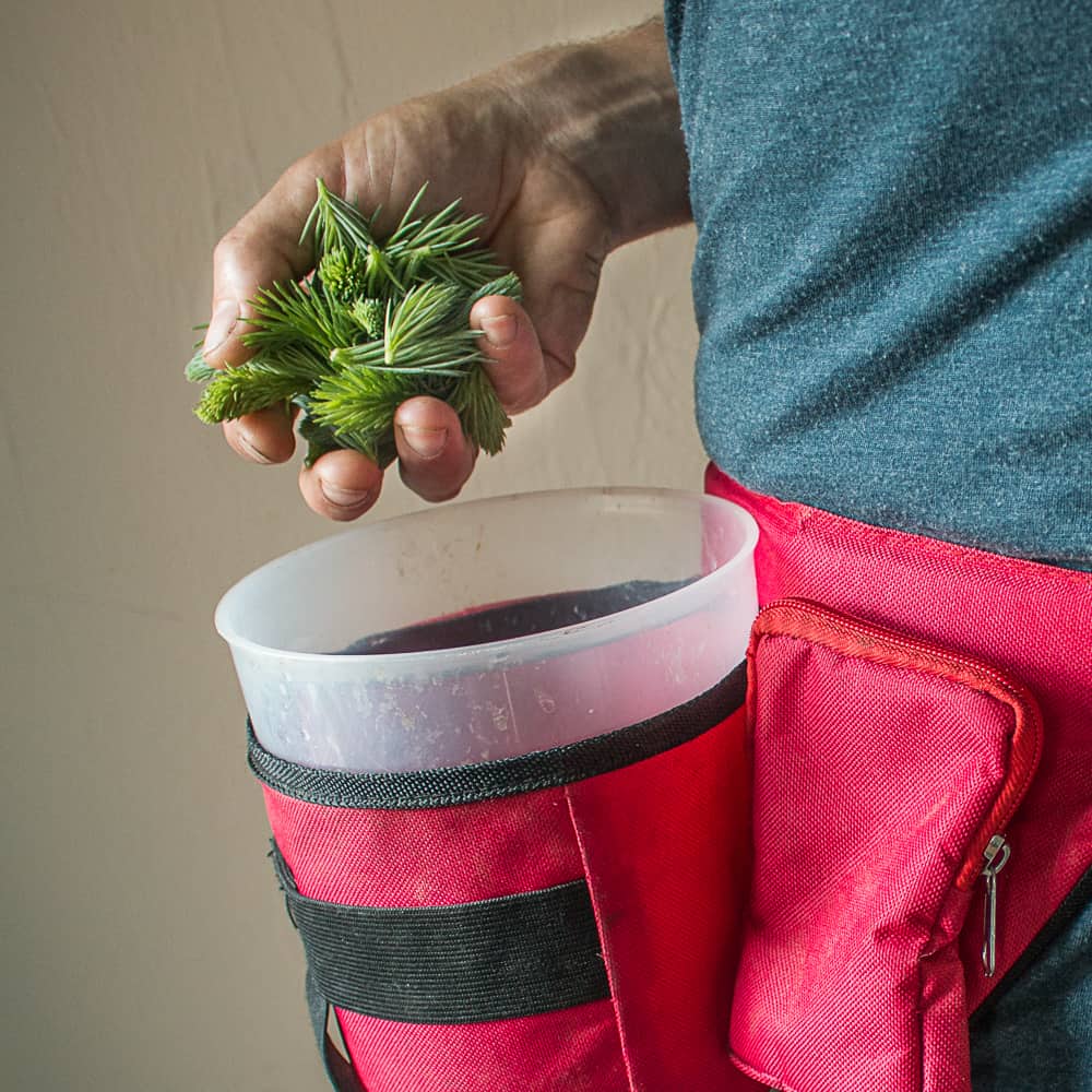 Harvesting spruce tips with a blickey 